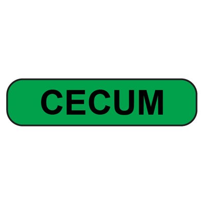 Label: Cecum