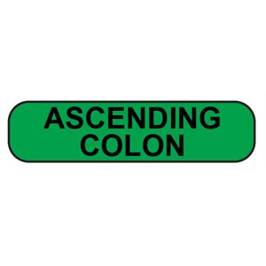 Label: Ascending colon